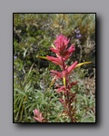 Click to enlarge 2005-08_dsurv_toiyabe_083.jpg