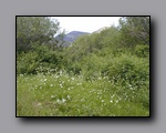 Click to enlarge 2005-08_dsurv_toiyabe_124.jpg