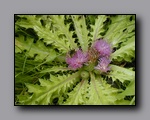 Toiyabe Crest Trail Flora
