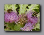 Click to enlarge 2005-08_dsurv_toiyabe_126.jpg