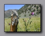 Click to enlarge 2005-08_dsurv_toiyabe_189.jpg