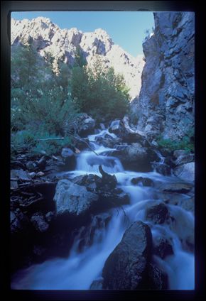 2005-08_dsurv_toiyabe_020_bb.jpg