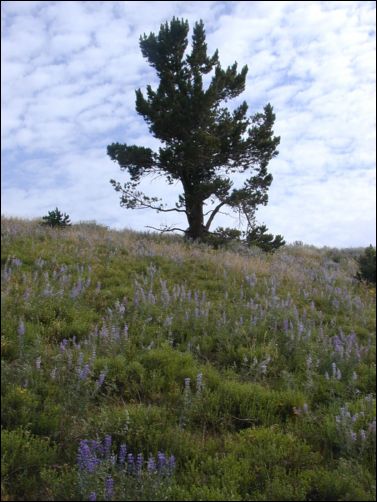 2005-08_dsurv_toiyabe_033.jpg