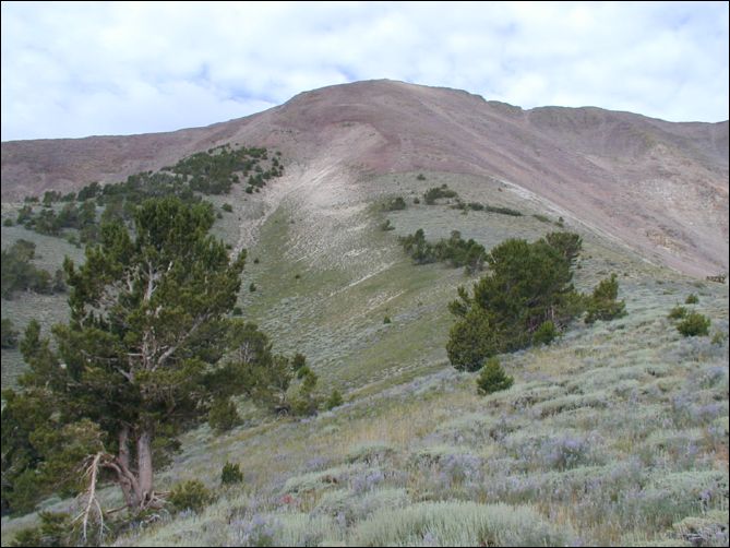 2005-08_dsurv_toiyabe_035.jpg