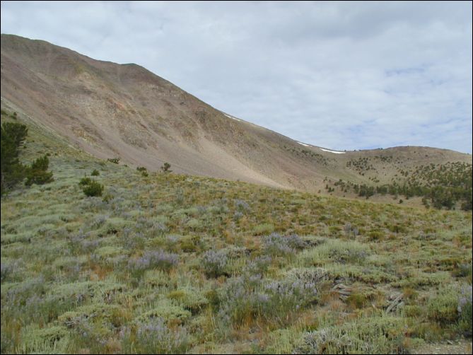 2005-08_dsurv_toiyabe_036.jpg
