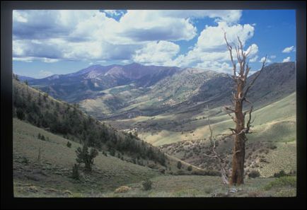 2005-08_dsurv_toiyabe_045_bb.jpg