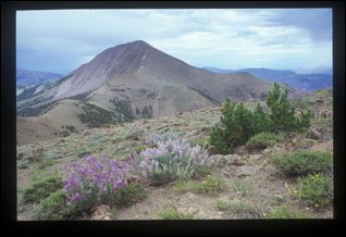 2005-08_dsurv_toiyabe_046_bb.jpg