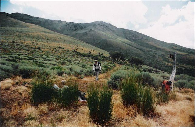2005-08_dsurv_toiyabe_115_lb.jpg