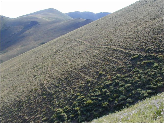 2005-08_dsurv_toiyabe_122.jpg