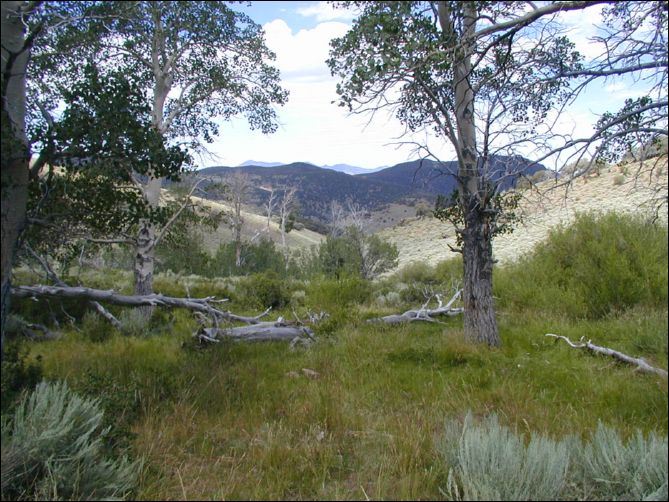 2005-08_dsurv_toiyabe_128.jpg