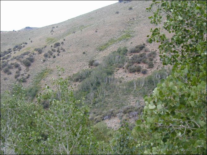 2005-08_dsurv_toiyabe_161.jpg