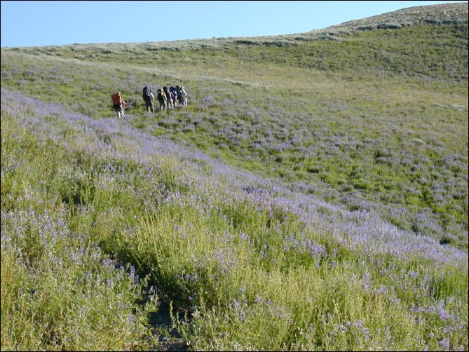 2005-08_dsurv_toiyabe_184.jpg