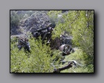 Click to enlarge 2005-08_dsurv_toiyabe_031.jpg