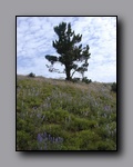 Click to enlarge 2005-08_dsurv_toiyabe_033.jpg