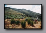 Click to enlarge 2005-08_dsurv_toiyabe_115_lb.jpg