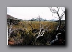 Click to enlarge 2005-08_dsurv_toiyabe_116_lb.jpg