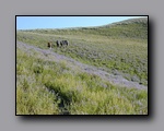 Click to enlarge 2005-08_dsurv_toiyabe_184.jpg