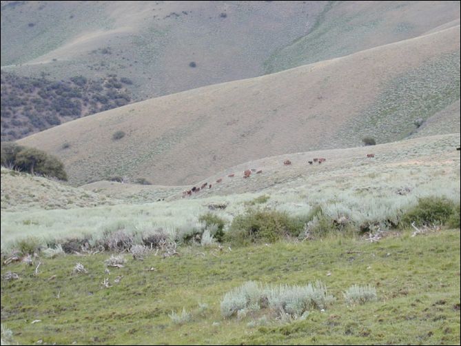 2005-08_dsurv_toiyabe_108.jpg