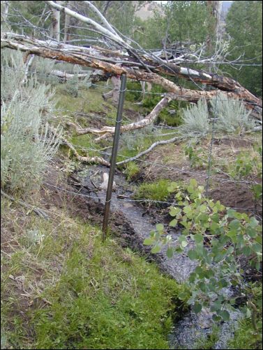 2005-08_dsurv_toiyabe_142.jpg