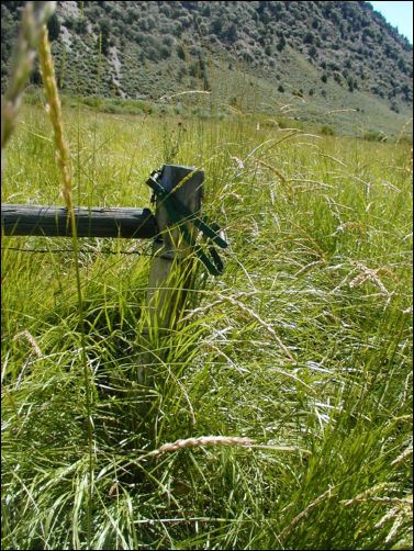 2005-08_dsurv_toiyabe_190.jpg
