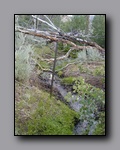 Click to enlarge 2005-08_dsurv_toiyabe_142.jpg