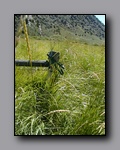 Click to enlarge 2005-08_dsurv_toiyabe_190.jpg