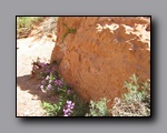 Click to enlarge 2008-05_capitolreef_ut_0518.jpg