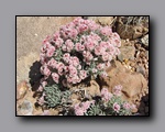Click to enlarge 2008-05_capitolreef_ut_0559.jpg