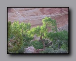 Click to enlarge 2008-05_capitolreef_ut_0544.jpg