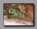 Click to enlarge 2008-05_capitolreef_ut_0585.jpg