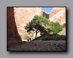 Click to enlarge 2008-05_capitolreef_ut_0604.jpg